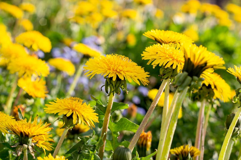 Dandelion, Dandelions, Taraxacum officinale, Lion's-Tooth, Cankerwort, Irish Daisy, Monk's-Head, Priest's-Crown, Puffball, Blowball, Milk Gowan, Witch Gowan, Yellow Gowan